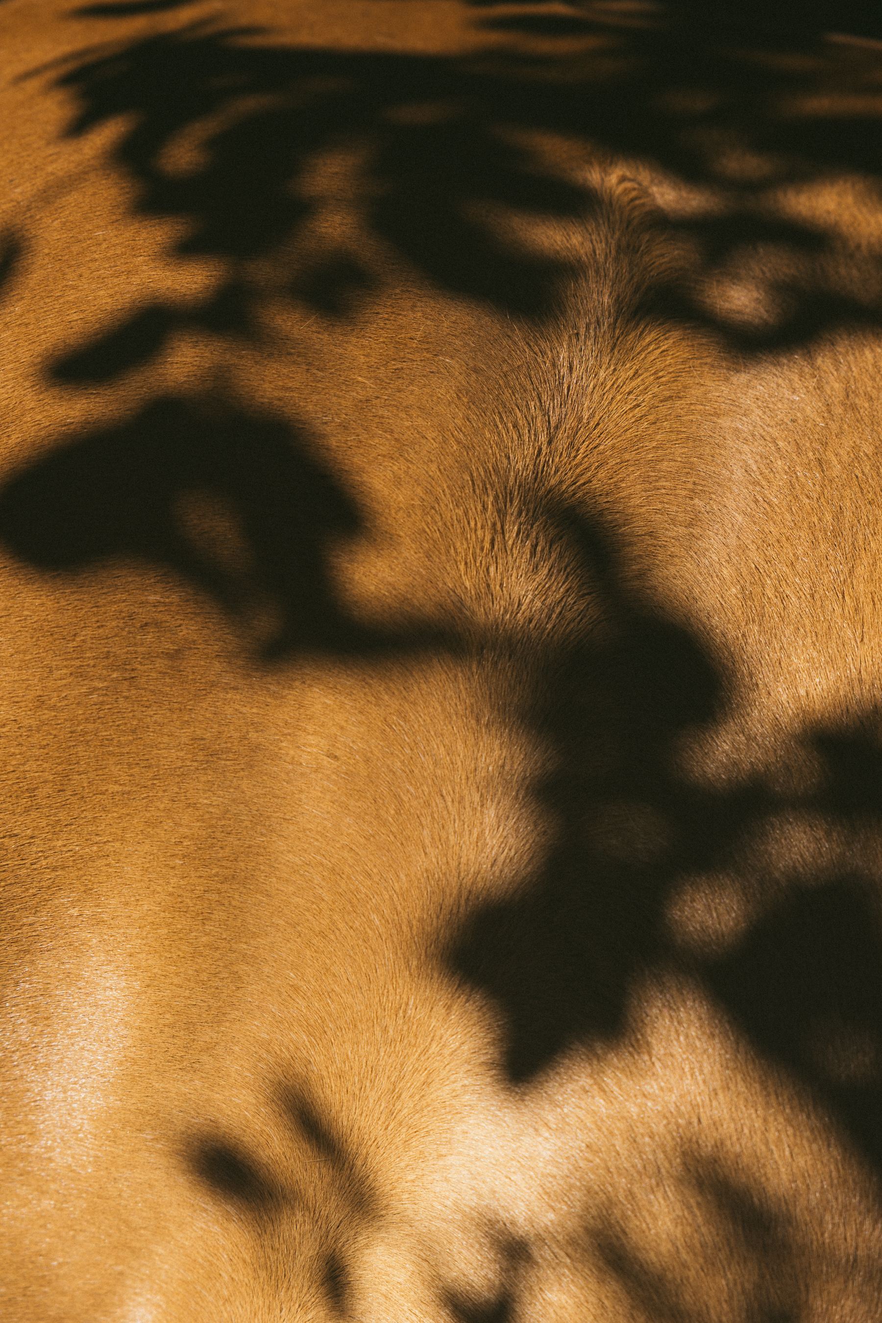 Horse in golden light