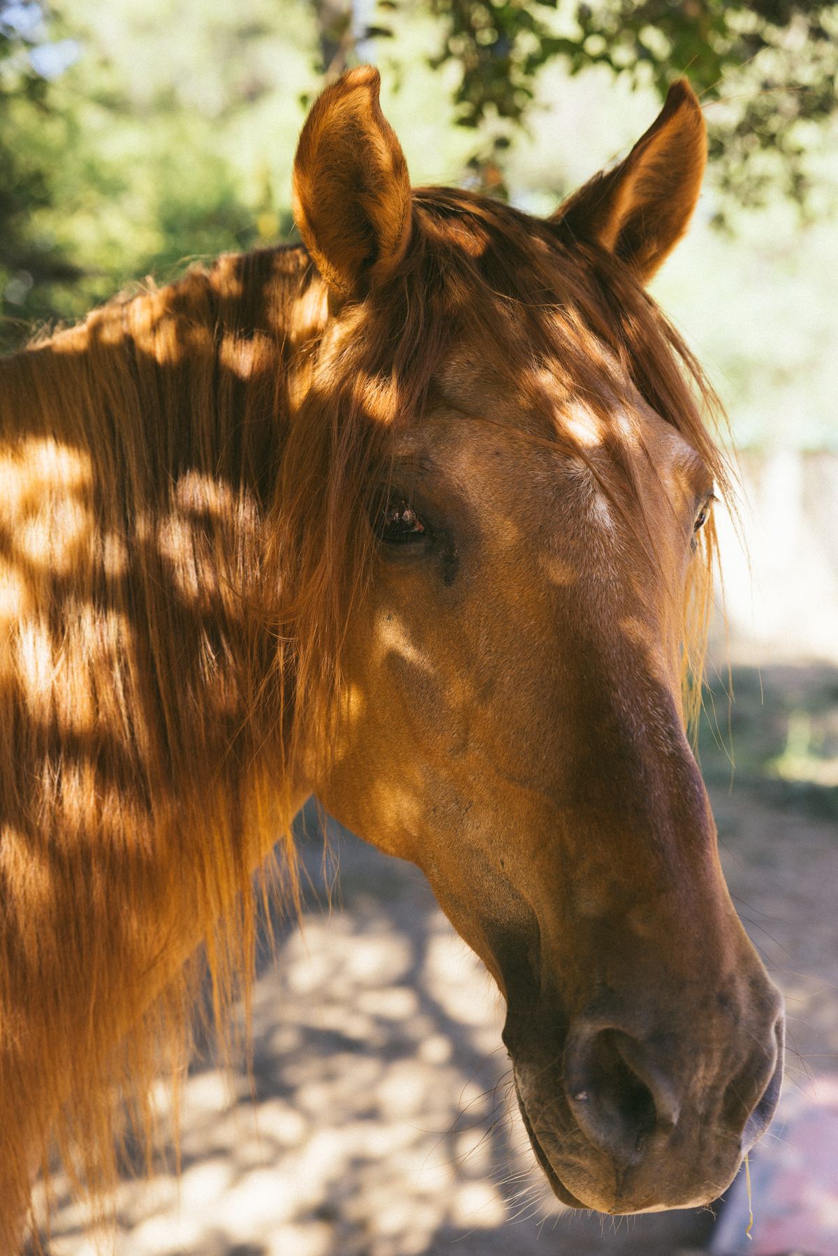 Horse flank with dappled shadows