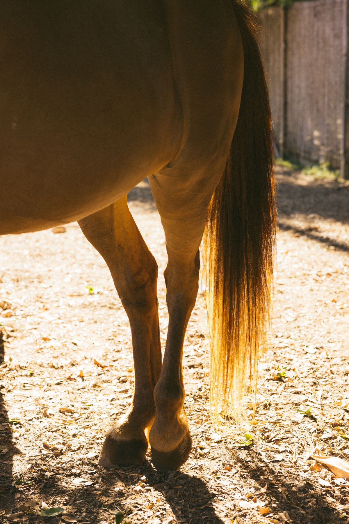 Horse portrait in dappled light